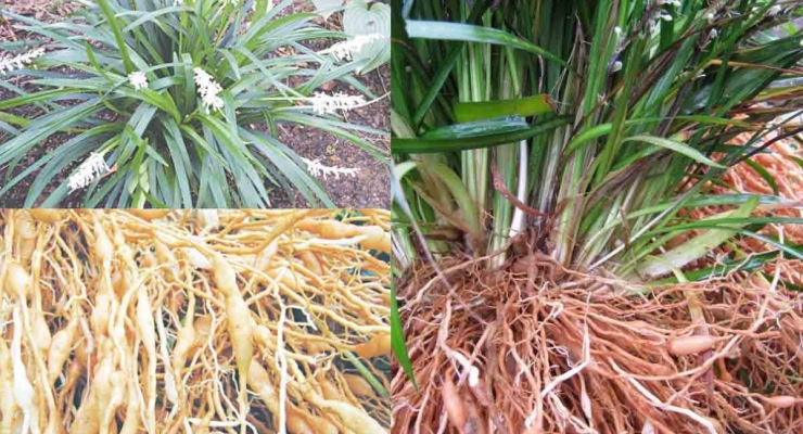 Cây thuốc quý vừa bổ dưỡng vừa tốt cho tim mạch nhưng hay bị nhầm là cỏ dại
